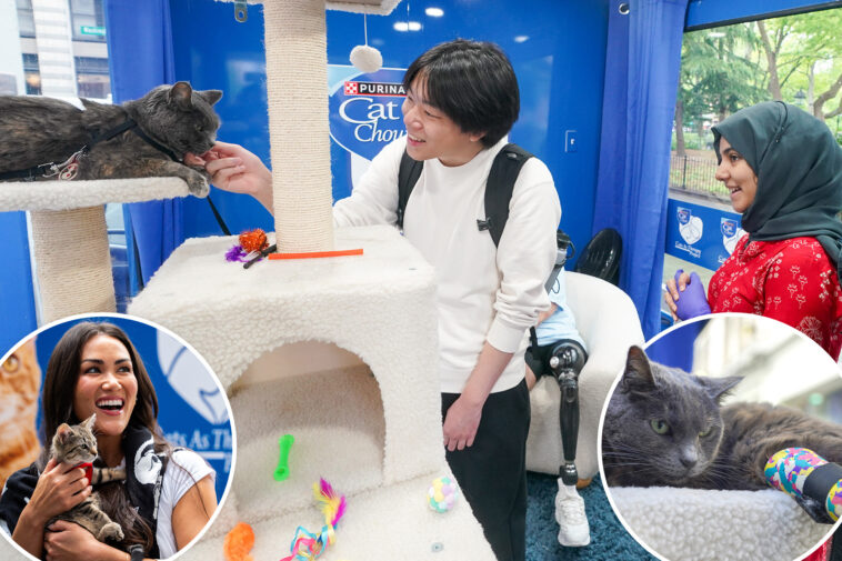 ‘cat-therapy’-is-a-real-thing-—-and-stressed-ny-college-students-are-lapping-up-the-purr-fect-remedy