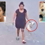 puppy-dies-after-sick-woman-kicks,-hurls-pooch-in-caught-on-camera-assault:-‘special-place-in-hell’