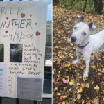 no-kill-nyc-animal-shelter-accused-of-shipping-dogs-to-their-deaths-in-lawsuit-filed-by-longtime-volunteer