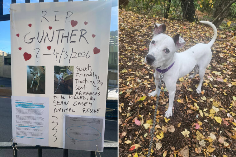 no-kill-nyc-animal-shelter-accused-of-shipping-dogs-to-their-deaths-in-lawsuit-filed-by-longtime-volunteer