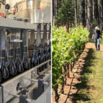 napa-valley-civil-war-breaks-out-after-struggling-winery-launches-ambitious-plan-to-save-vineyard