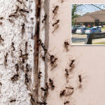 ant-infested-canadian-hospital-pauses-surgeries-after-insect-invasion