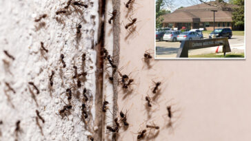 ant-infested-canadian-hospital-pauses-surgeries-after-insect-invasion