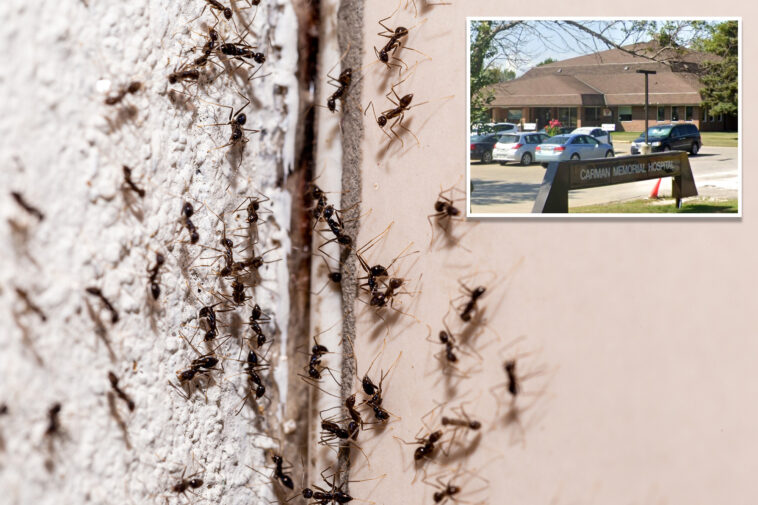 ant-infested-canadian-hospital-pauses-surgeries-after-insect-invasion