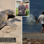 hawaii-erupts-with-rage-as-man-tosses-huge-rock-at-endangered-seal-lani-in-wild-video