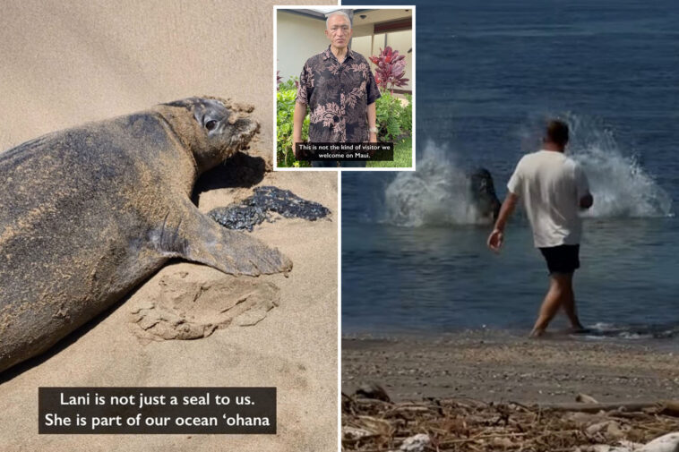 hawaii-erupts-with-rage-as-man-tosses-huge-rock-at-endangered-seal-lani-in-wild-video