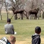 moose-wander-onto-north-dakota-high-school-golf-tournament-course,-causing-an-unforgettable-delay