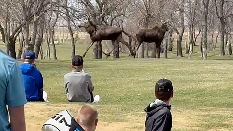 moose-wander-onto-north-dakota-high-school-golf-tournament-course,-causing-an-unforgettable-delay