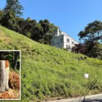 california-couple-hit-with-staggering-fine-for-cutting-down-trees-on-their-own-property