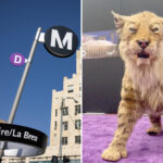 metro-los-angeles-unleashes-prehistoric-beast-for-d-line-debut