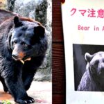 japanese-woman-killed-by-bear-attack-as-apex-predators-emerge-from-hibernation