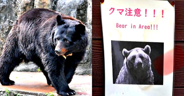 japanese-woman-killed-by-bear-attack-as-apex-predators-emerge-from-hibernation