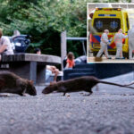 can-subway-rats-give-new-yorkers-hantavirus?-only-if-you-do-something-extremely-disgusting