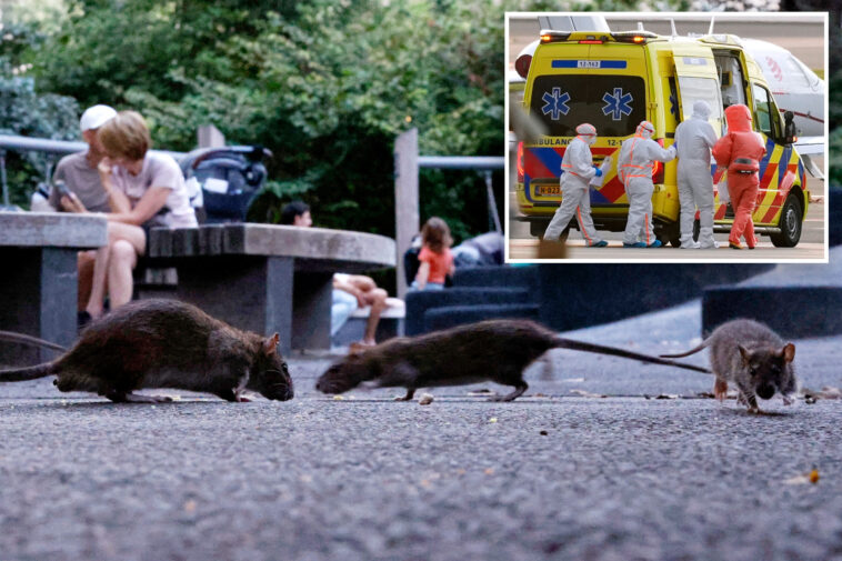 can-subway-rats-give-new-yorkers-hantavirus?-only-if-you-do-something-extremely-disgusting