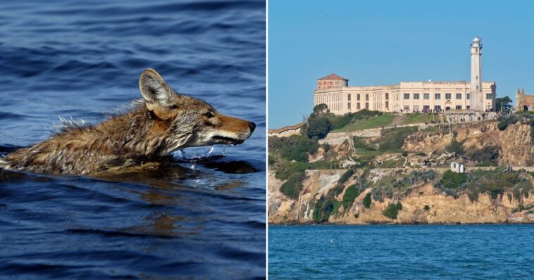coyote-spotted-on-alcatraz-likely-swam-to-former-prison-island,-but-there’s-a-twist