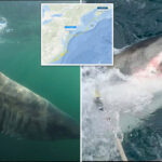 first-great-white-shark-of-season-spotted-off-jersey-coast