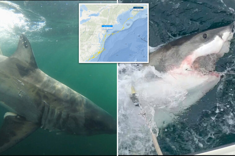 first-great-white-shark-of-season-spotted-off-jersey-coast