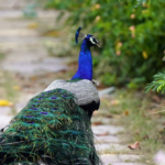 roving-gang-of-peacocks-spark-civil-war-in-italian-village:-‘they-don’t-let-us-sleep-because-of-the-screams!’