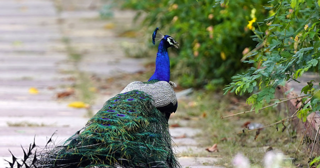 roving-gang-of-peacocks-spark-civil-war-in-italian-village:-‘they-don’t-let-us-sleep-because-of-the-screams!’