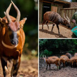 kenyan-conservationists-reintroduce-rare,-critically-endangered-species-into-the-wild