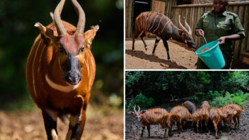 kenyan-conservationists-reintroduce-rare,-critically-endangered-species-into-the-wild