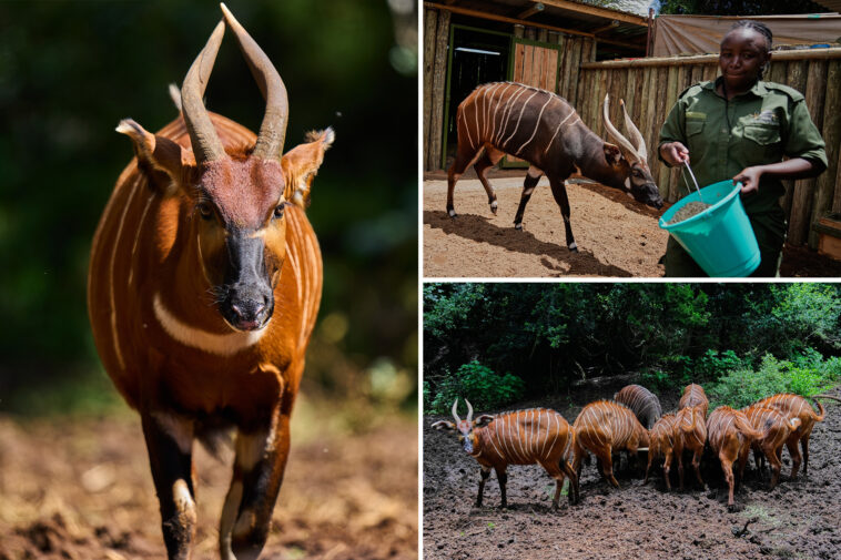 kenyan-conservationists-reintroduce-rare,-critically-endangered-species-into-the-wild