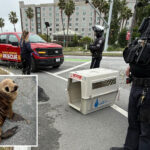 adorable-baby-sea-lion-rescued-near-bay-area-freeway-by-off-duty-cop