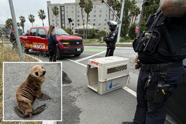 adorable-baby-sea-lion-rescued-near-bay-area-freeway-by-off-duty-cop