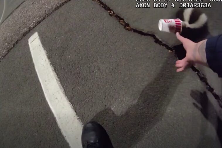 colorado-police-rescue-unlucky-skunk-stuck-in-a-cup