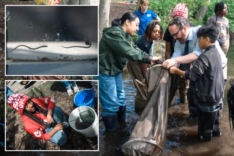 slippery-slope:-cold-winter-affects-nyc-migration-of-this-nearly-see-through-fish