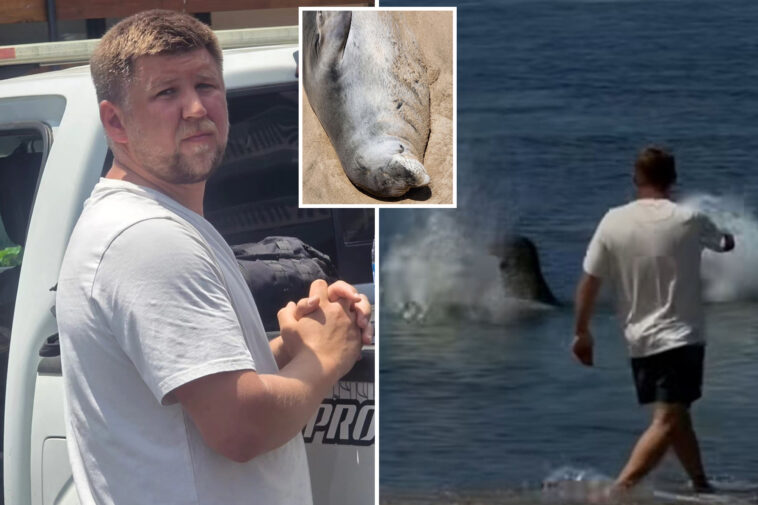 hawaiian-hailed-a-hero-for-beating-entitled-tourist-caught-hurling-rock-at-beloved-seal-‘lani’-in-viral-video