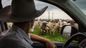 the-unexpected-force-keeping-beef-prices-high-and-why-the-pressure-could-last-for-years