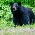 gatlinburg-police-free-black-bear-that-locked-itself-inside-hotel-bathroom-in-wild-viral-video