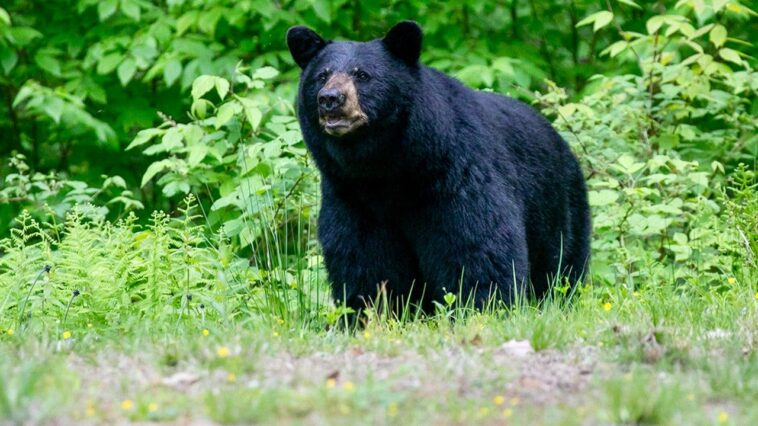 gatlinburg-police-free-black-bear-that-locked-itself-inside-hotel-bathroom-in-wild-viral-video