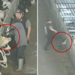 truly-horrific-video-shows-ranchers’-vile-attacks-on-cattle-at-remote-ranch