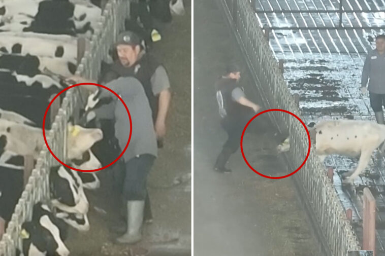 truly-horrific-video-shows-ranchers’-vile-attacks-on-cattle-at-remote-ranch