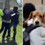 beagles-rescued-from-research-lab-arrive-in-california-as-sf-activist-faces-felony-charges