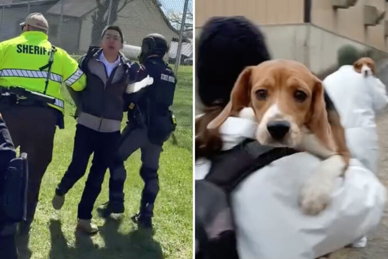 beagles-rescued-from-research-lab-arrive-in-california-as-sf-activist-faces-felony-charges