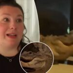 two-alligators-caught-on-video-brawling-on-florida-mother’s-front-porch-—-just-feet-from-sleeping-baby-inside