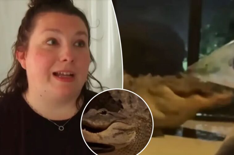 two-alligators-caught-on-video-brawling-on-florida-mother’s-front-porch-—-just-feet-from-sleeping-baby-inside