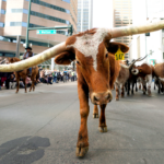 dallas-mayor-blasts-nyc-for-‘punishing-success’-as-he-pitches-‘y’all-street’-to-fleeing-billionaires