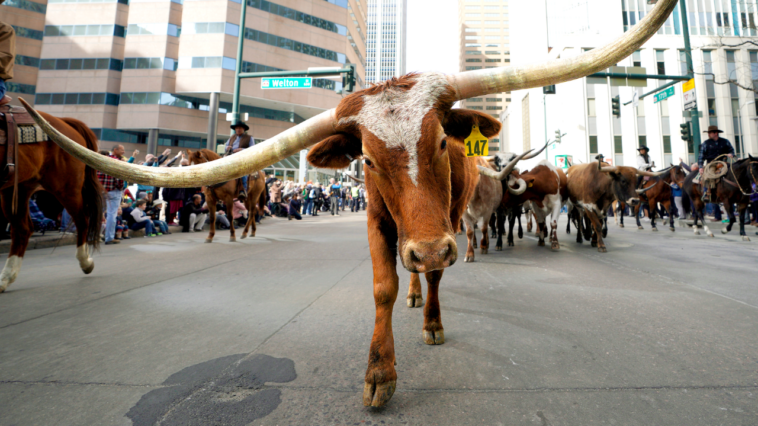 dallas-mayor-blasts-nyc-for-‘punishing-success’-as-he-pitches-‘y’all-street’-to-fleeing-billionaires