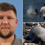 tourist-arrested-after-viral-video-caught-him-hurling-rock-at-endangered-seal-in-hawaii