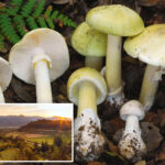 poison-mushroom-outbreak-hits-exclusive-enclave-in-california-wine-country