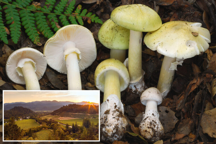 poison-mushroom-outbreak-hits-exclusive-enclave-in-california-wine-country