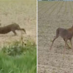 ‘drunk’-deer-causes-chaos-after-eating-fermented-fruit