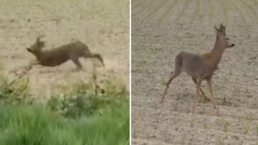 ‘drunk’-deer-causes-chaos-after-eating-fermented-fruit