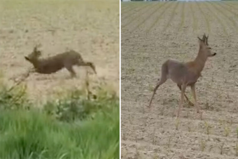 ‘drunk’-deer-causes-chaos-after-eating-fermented-fruit