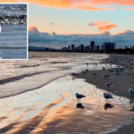 waves-of-dead-birds-are-washing-up-on-california-beaches-in-mystery-that-puzzles-wildlife-experts