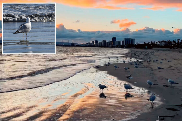 waves-of-dead-birds-are-washing-up-on-california-beaches-in-mystery-that-puzzles-wildlife-experts